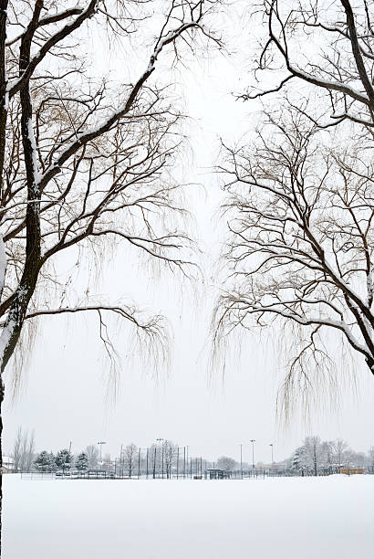 istock Trees and field full of snow 183279655