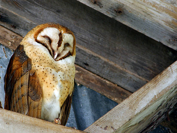 Barn owl preening on black background