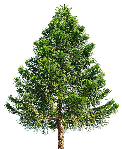 アロウカリアパインツリー白背景 - fir tree coniferous tree needle tree ストックフォトと画像