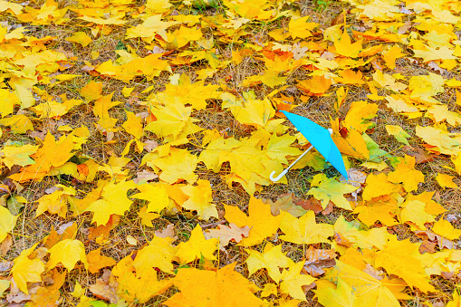 Tiny open toy umbrella lies on the ground covered with vibrant fallen leaves. Natural autumn background with copy space.