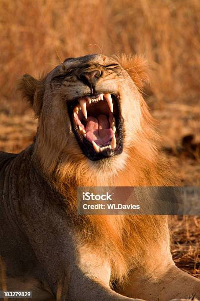 ローリングライオン - 大型のネコ科動物のストックフォトや画像を多数ご用意 - 大型のネコ科動物, 空腹, あくびをする
