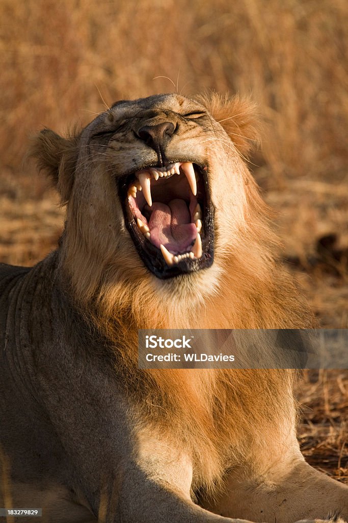 으르렁거리다 Lion - 로열티 프리 배고픈 스톡 사진