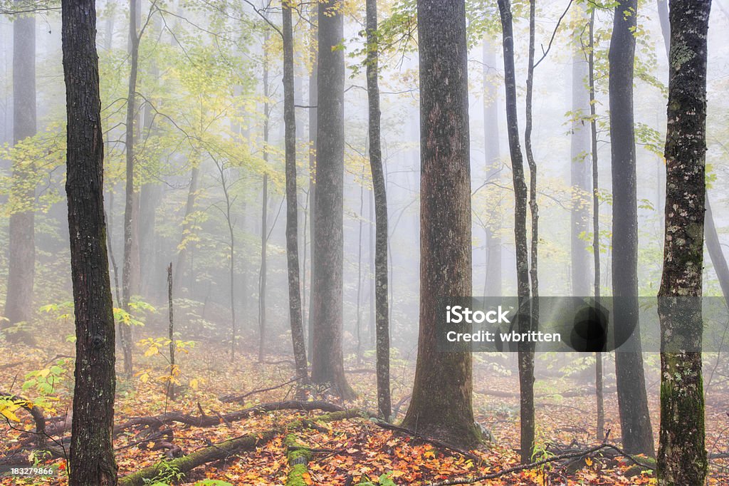 Bosco in autunno Nebbia - Foto stock royalty-free di Can't see the wood for the trees - Modo di dire inglese