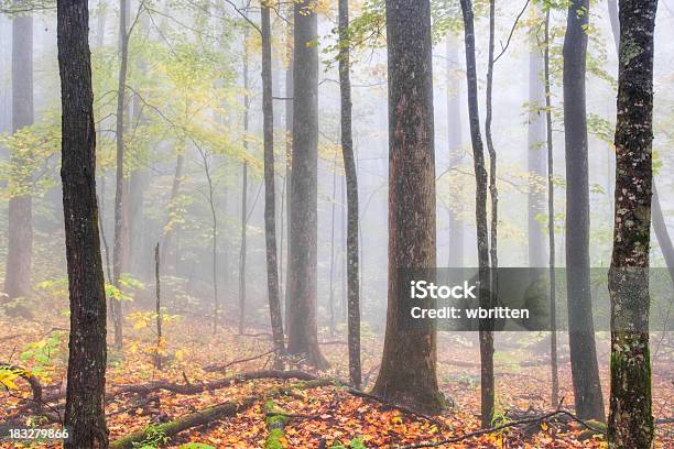 Bosco In Autunno Nebbia - Fotografie stock e altre immagini di Can't see the wood for the trees - Modo di dire inglese - Can't see the wood for the trees - Modo di dire inglese, Albero, Albero deciduo