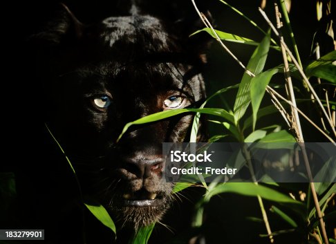 istock black panther 183279901