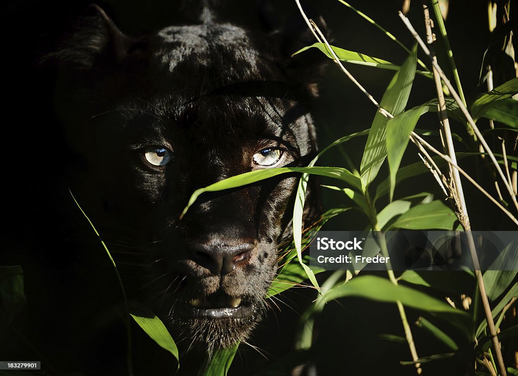 black panther - 免版稅黑豹圖庫照片