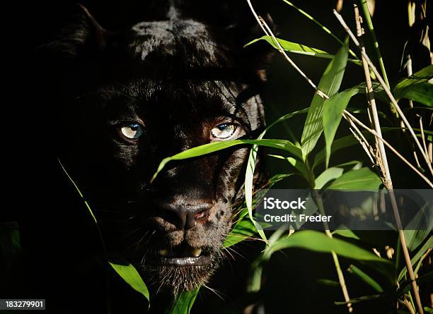 Black Panther 照片檔及更多 黑豹 照片 - 黑豹, 美洲豹, 特寫
