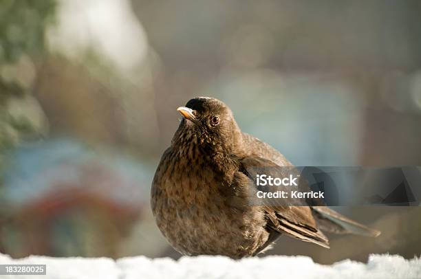 Weibliche Blackbird Im Winter Stockfoto und mehr Bilder von Balkon - Balkon, Dezember, Einzelnes Tier