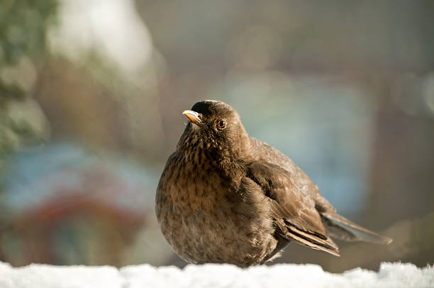 Blackbird sitting on roof