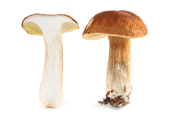 two porcini mushroom (boletus edulis) - two porcini mushroom Steinpilz (boletus edulis) - porcini mushroom. one bisected pocini mushroom Cepe stock pictures, royalty-free photos & images