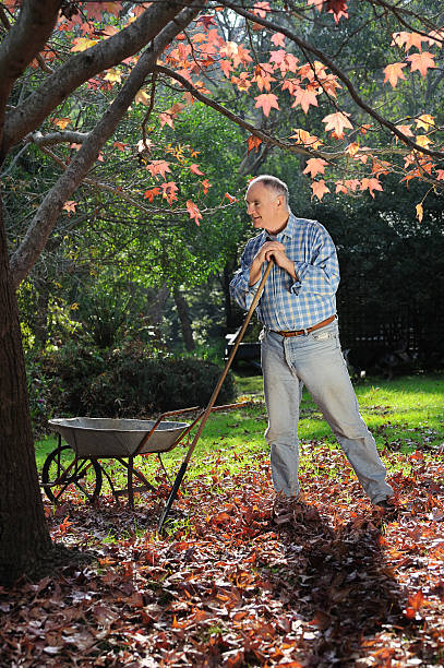 istock Senior Man Raking Leaves in Autumn 183280258