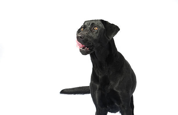 istock Labrador dog licking isolated on white background 183280292