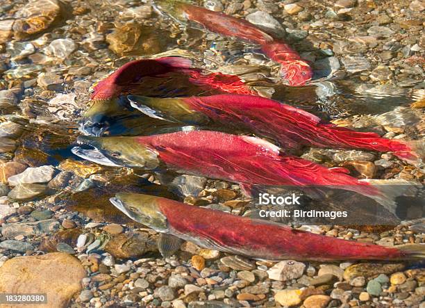 Nerkaryba Tarło W River - zdjęcia stockowe i więcej obrazów Adams River - Adams River, Bez ludzi, Czerwony