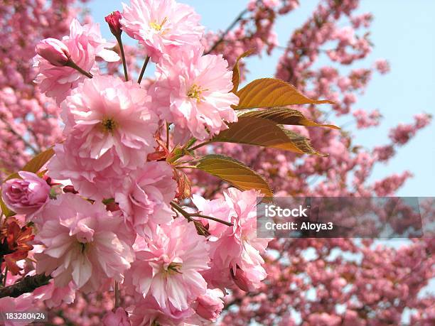 Photo libre de droit de Fleur De Cerisier banque d'images et plus d'images libres de droit de Arbre - Arbre, Arbre en fleurs, Beauté