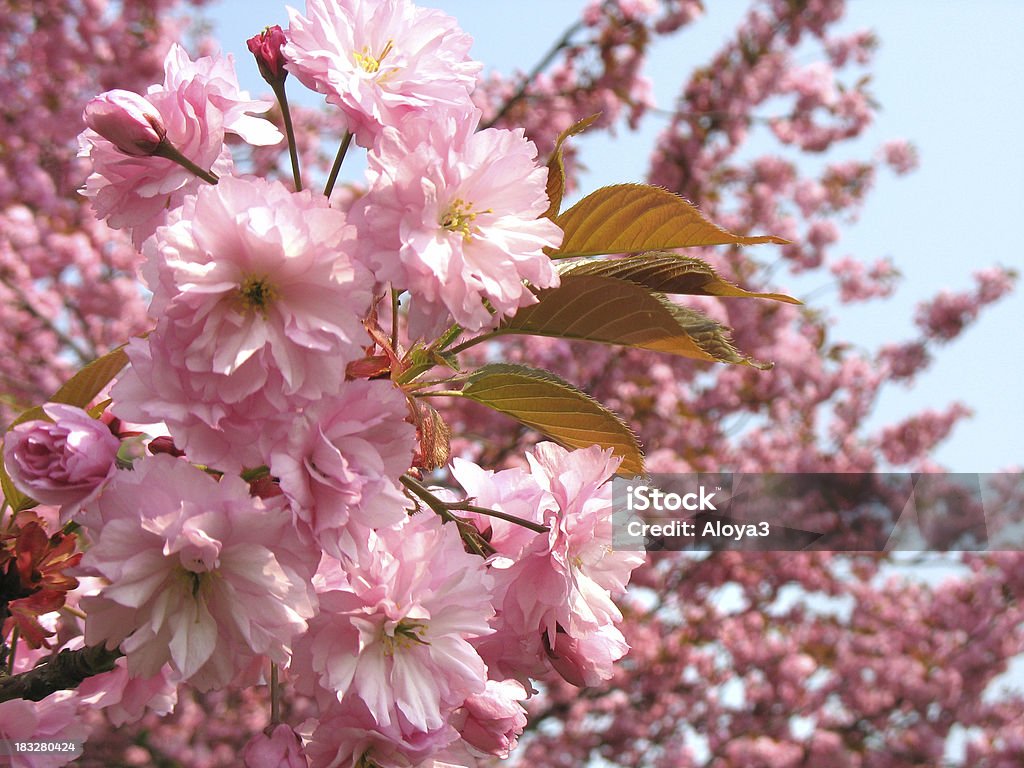 桜の花 - おしべのロイヤリティフリーストックフォト