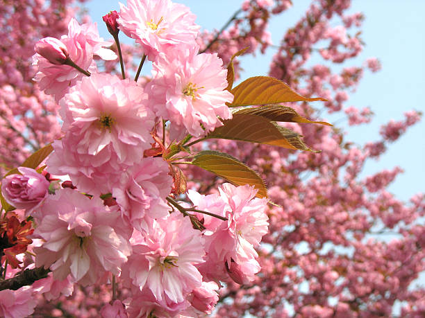 벚꽃 - pollenate 뉴스 사진 이미지