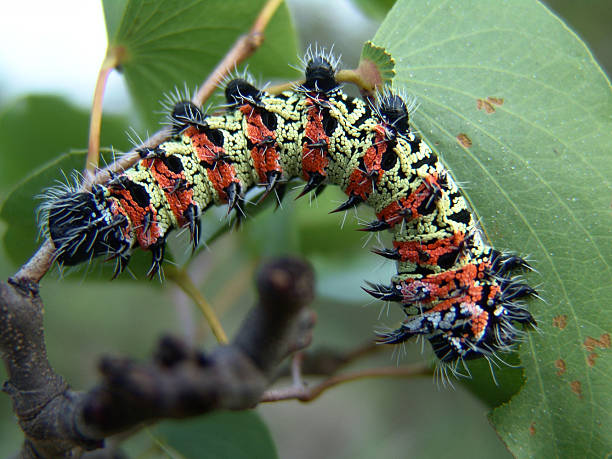 Mopane tornillo sin fin - foto de stock