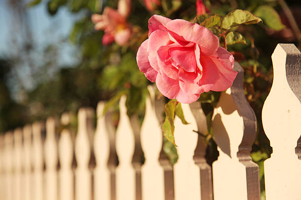 istock Pink Rose and Picket Fence 183280565