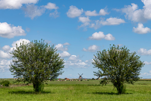 Panoramic view of typical Dutch meadowland landscape with cows, traditional windmill and white clouded blue sky with two symmetrical placed willow in front