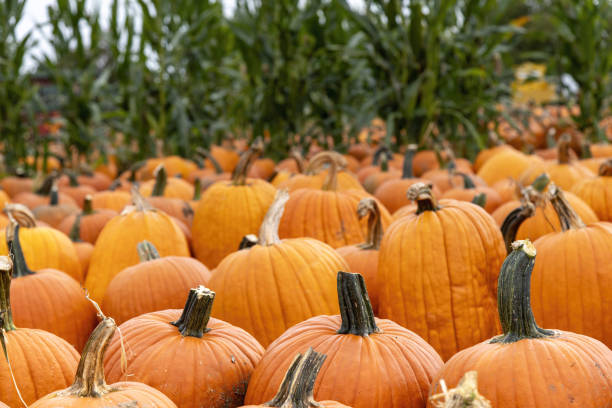 Free Stock Photo of Field full of orange pumpkins ready for harvest ...