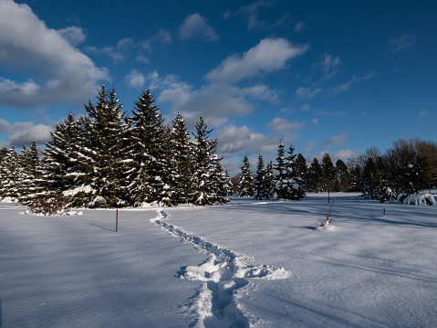 View of ground covered with white snow and tracks of a person in very deep snow and big trees covered with snow in sunlight with blue sky above in winter