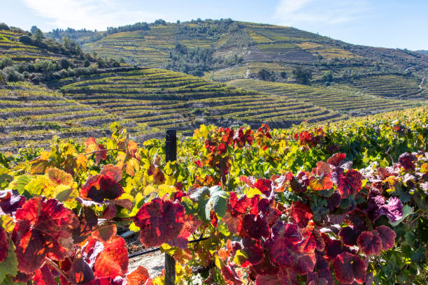 istock Hills along the Douro river, Portugal 1832806809