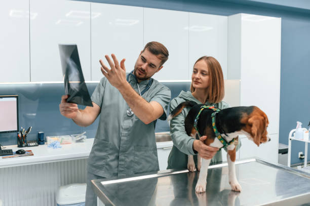 istock Looking at x-ray, analyzing. Dog in veterinary clinic with two doctors 1832806818
