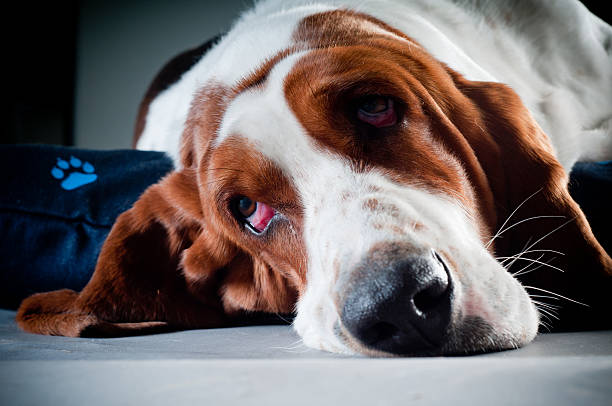 istock Basset hound lying on pillow 183280747