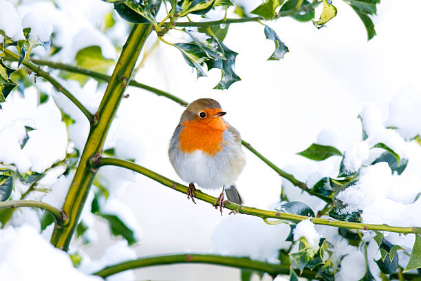 istock Robin in a Snow Covered Holly Bush 183280760