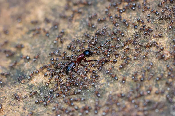 lots of tiny ants hijack a huge ant