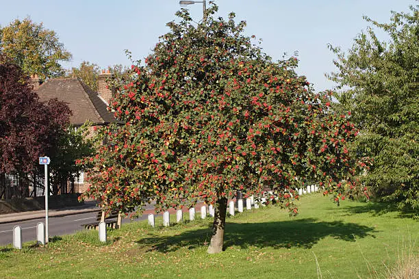 These clusters of red autumn berries appear at a roadside in Surrey in the London Borough of Merton, UK, where Swedish whitebeam is a popular roadside tree. The planting of such trees is part of urban planning. Related to mountain ash and English whitebeam, the Swedish whitebeam has the latin name ((Sorbus intermedia)). As the name 'intermedia' suggests, there is much similarity and variability between groups of ( Sorbus ) trees. The berries appear in late summer and autumn.