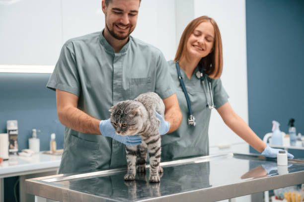 istock Scottish fold cat in veterinary clinic with two doctors 1832808408
