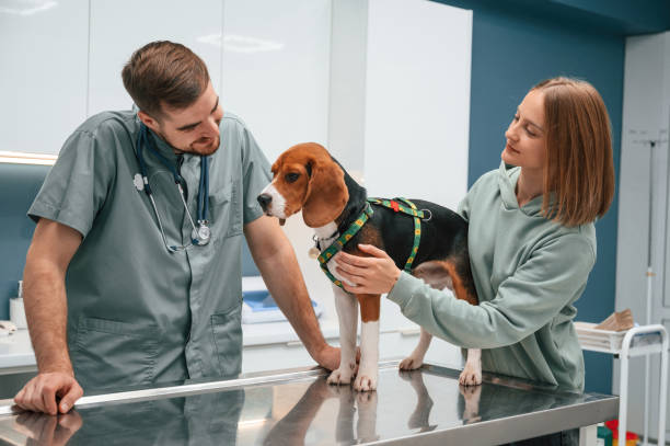 istock Check up day. Dog in veterinary clinic with two doctors 1832808423