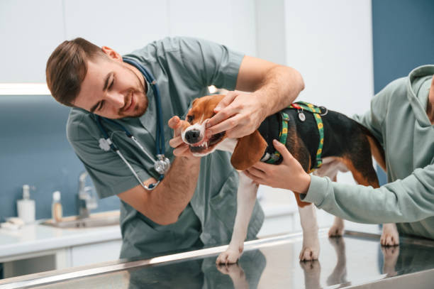 istock Check up day. Dog in veterinary clinic with two doctors 1832808430