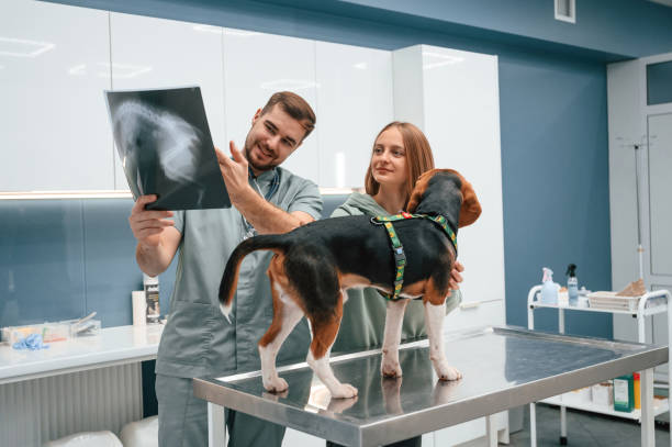 istock Looking at x-ray, analyzing. Dog in veterinary clinic with two doctors 1832808944