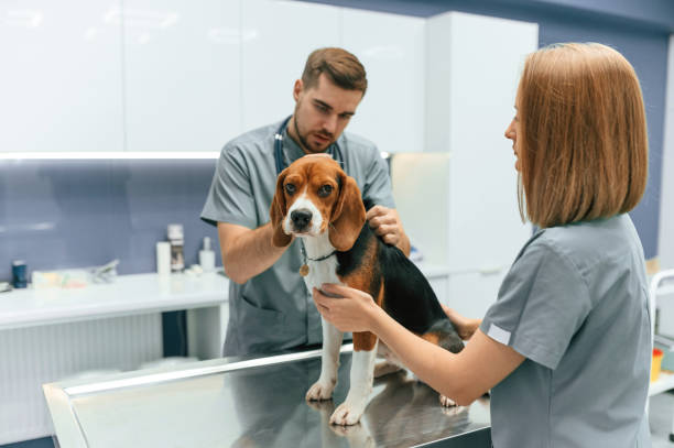 istock Dog in veterinary clinic with two doctors 1832808960