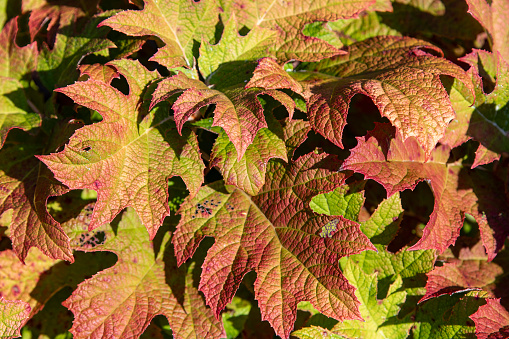 Close up of bright green and red leaves of the Hydrangea quercifolia or oakleaf hydrangea in fall with background colorful leaves out of focus