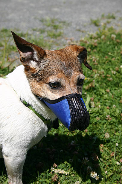 dog muzzle for jack russell