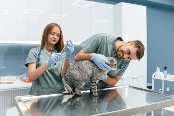 istock Scottish fold cat in veterinary clinic with two doctors 1832811076