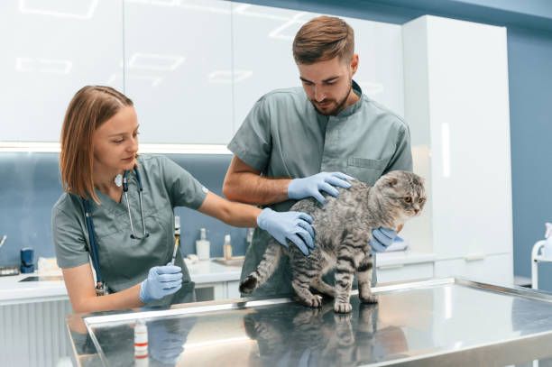 istock Scottish fold cat in veterinary clinic with two doctors 1832811081