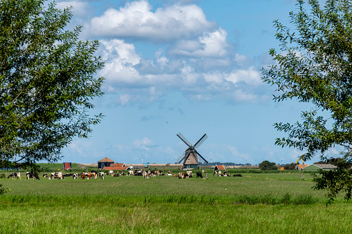 Panoramic view of typical Dutch meadowland landscape with cows, traditional windmill and white clouded blue sky with two symmetrical placed willow in front