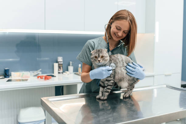 istock Animal is on the table, using stethoscope. Scottish fold cat in the veterinarian clinic with female doctor 1832811182