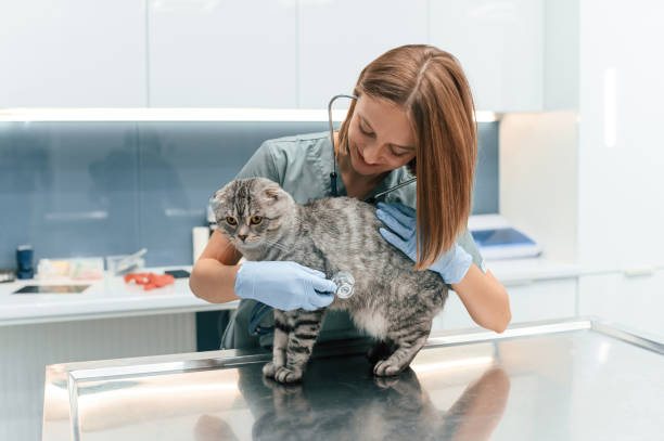 istock Animal is on the table, using stethoscope. Scottish fold cat in the veterinarian clinic with female doctor 1832811602