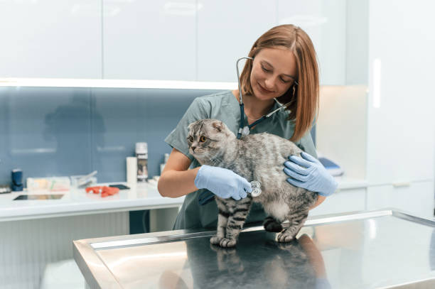 istock Animal is on the table, using stethoscope. Scottish fold cat in the veterinarian clinic with female doctor 1832811603
