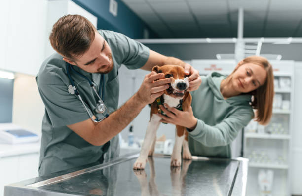 istock Front view, checking the teeth. Dog in veterinary clinic with two doctors 1832811608