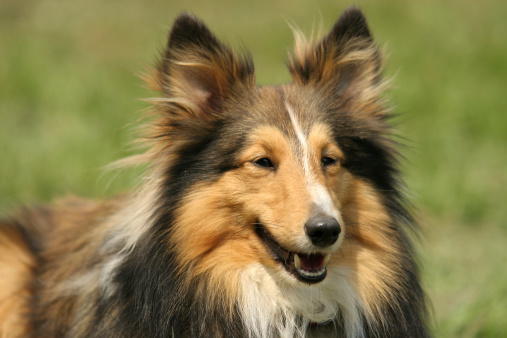 Young sheltie smiling at the sun