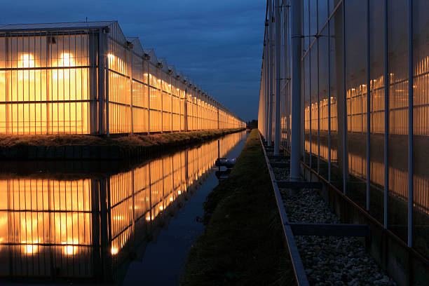 istock assimilation lights in a greenhouse 183281298