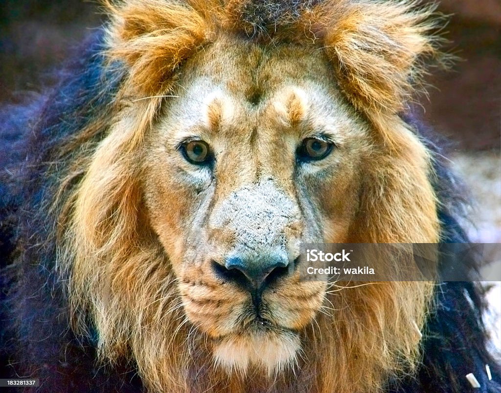 Leone viso - Foto stock royalty-free di Africa