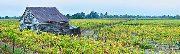 paisaje de viñedos panorámica - california napa valley vineyard farmhouse fotografías e imágenes de stock