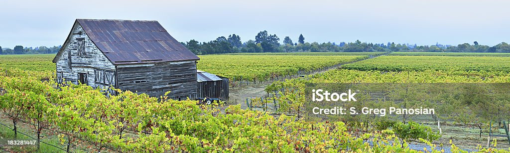 Panoramic Vineyard Landscape "Panoramic wine country landscape (Dry Creek Valley, California)" Agricultural Field Stock Photo